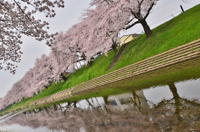 各務原 桜祭り