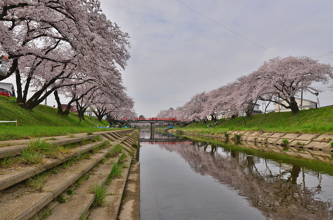 第40回各務原市桜まつり 万人の広場 各務原 岐阜県 の旅行記 ブログ By 風に吹かれて旅人さん フォートラベル 第40回各務原市桜まつり 万人の広場 各務原 岐阜県 の旅行記 ブログ By 風に吹かれて旅人さん フォートラベル