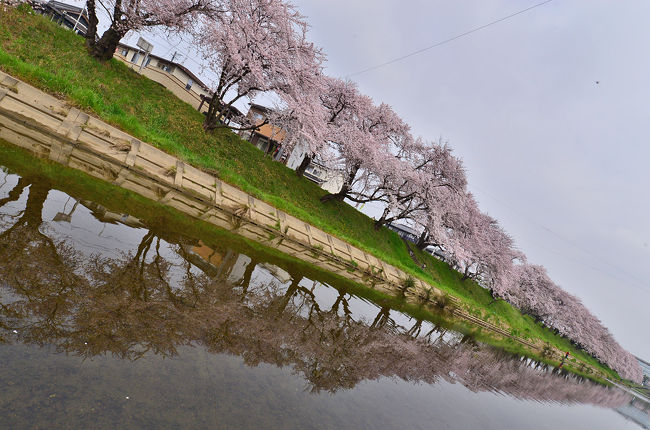 第40回各務原市桜まつり 万人の広場 各務原 岐阜県 の旅行記 ブログ By 風に吹かれて旅人さん フォートラベル 第40回各務原市桜まつり 万人の広場 各務原 岐阜県 の旅行記 ブログ By 風に吹かれて旅人さん フォートラベル