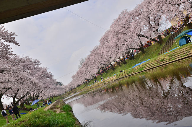 第40回各務原市桜まつり 万人の広場 各務原 岐阜県 の旅行記 ブログ By 風に吹かれて旅人さん フォートラベル