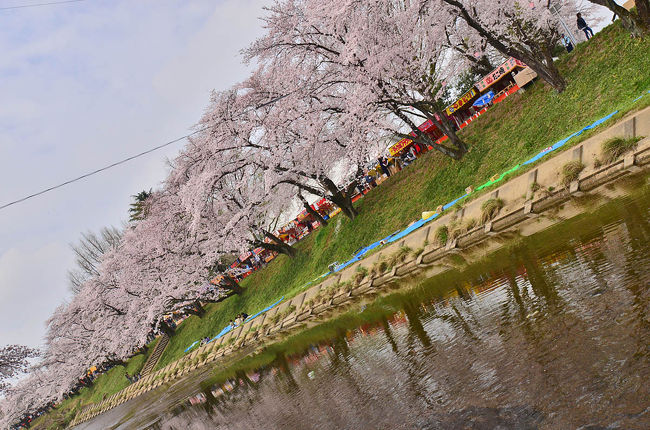 第40回各務原市桜まつり 万人の広場 各務原 岐阜県 の旅行記 ブログ By 風に吹かれて旅人さん フォートラベル 第40回各務原市桜まつり 万人の広場 各務原 岐阜県 の旅行記 ブログ By 風に吹かれて旅人さん フォートラベル