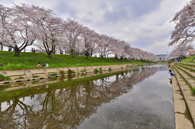 第40回各務原市桜まつり 万人の広場 各務原 岐阜県 の旅行記 ブログ By 風に吹かれて旅人さん フォートラベル 第40回各務原市桜まつり 万人の広場 各務原 岐阜県 の旅行記 ブログ By 風に吹かれて旅人さん フォートラベル