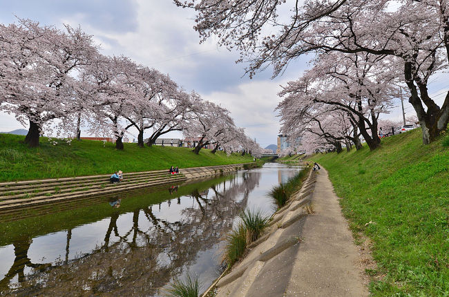 第40回各務原市桜まつり 万人の広場 各務原 岐阜県 の旅行記 ブログ By 風に吹かれて旅人さん フォートラベル