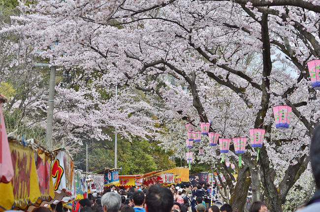 第40回各務原市桜まつり 万人の広場 各務原 岐阜県 の旅行記 ブログ By 風に吹かれて旅人さん フォートラベル 第40回各務原市桜まつり 万人の広場 各務原 岐阜県 の旅行記 ブログ By 風に吹かれて旅人さん フォートラベル