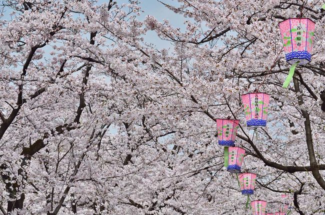 第40回各務原市桜まつり 万人の広場 各務原 岐阜県 の旅行記 ブログ By 風に吹かれて旅人さん フォートラベル 第40回各務原市桜まつり 万人の広場 各務原 岐阜県 の旅行記 ブログ By 風に吹かれて旅人さん フォートラベル