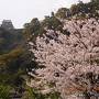 熱海温泉の春・花ぐるり旅