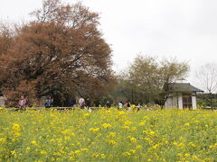 変更した目的地へ向かう途中に、前述した一心行の大桜があったのでわざわざ駐車料金払って寄ってみました。

で、みごとに葉桜…（ ;  ; ）。

成田ではまだ桜が咲いてたのですが
こちらは平地では見頃はほぼ終わっていました。菜の花も伸び放題。