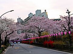 傳通院の最寄り駅である茗荷谷駅へと向かう。
茗荷谷駅への道。
実はここにもこの季節ならではのお楽しみが待っていた。

それは、播磨坂。
播磨坂はマンションが立ち並ぶ地区を貫くグリーンベルトなのだが、その街路樹がソメイヨシノで、東京でも桜の名所として知られる坂道だ。


