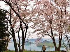 桜のピンクと海の青のコントラストが素晴らしい