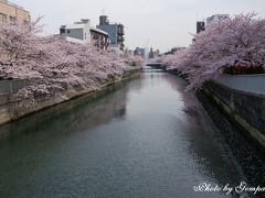 仙台堀川
大横川とそっくりの桜並木が続いているが、こちらには花見客はだれもいない。特にイベントをやっているわけでもない。
これだけ見事に咲いているのに、誰も見ていないなんて、もったいない気がする。大勢の人出で混雑しているのはイヤだが、全く人気（ひとけ）がないのも、ちょっと寂しい気もするな〜と身勝手なことを思いながら海辺橋の上から運河沿いの桜並木をしばし眺める。