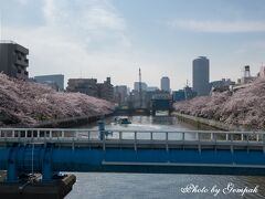 清澄庭園を一周したあと、、小名木川の桜を見に行ってみる。小名木川に架かる高橋という橋の上から眺めた桜並木。