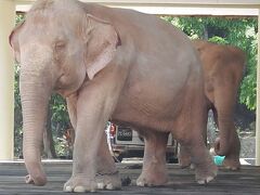 今日は一日、ヤンゴン観光。

まずは、「ロイヤル・ホワイト・エレファント・ガーデン」
縁起のいい白像３頭が飼育されています。
鎖に繋がれて、同じ動作を繰り返すゾウさん、
なんだか、ちょっとかわいそう・・・・。

閉園後の夜間は、自由に動けるそうですが…。