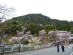 あちこちに色んな種類の桜が

※ 身延山久遠寺オフィシャルホームページ
http://www.kuonji.jp/