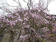 桜だけじゃなく，コブシの花もきれいに咲いてるね〜