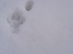 お宿はウトロ温泉　風なみ季。
朝、隣接する公園に動物の足跡がたくさん。