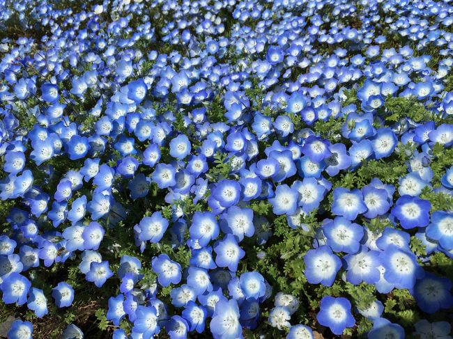 ひたち海浜公園、ネモフィラの丘』ひたちなか(茨城県)の旅行記 ひたち海浜公園、ネモフィラの丘』ひたちなか(茨城県)の旅行記
