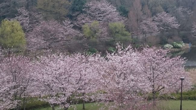 動物を見るだけでなく 敷地が広く緑も豊富で４月にはお花見も楽しめるズーラシア 神奈川県の旅行記 ブログ By Nonyamaさん フォートラベル