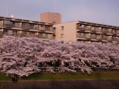 和菓子のお店からさらに５分ほど歩くと、芥川桜堤公園に到着しました。
ここも桜の名所です。