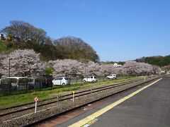 三春駅に降りたら，線路沿いは桜が満開で，この桜たちに会えただけで来た甲斐ある〜