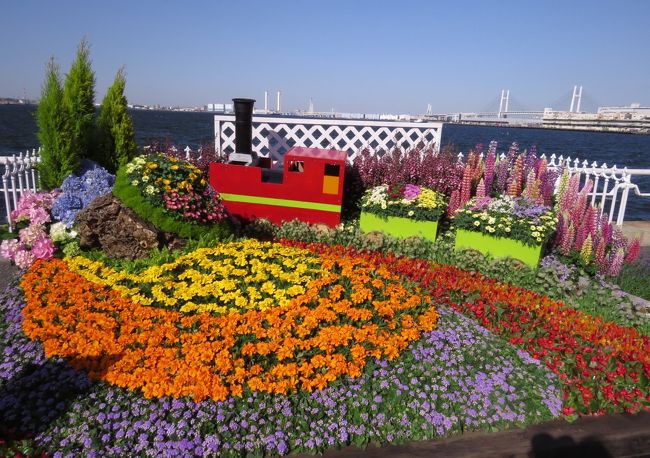 山下公園 花壇展２０１６ その３ 横浜 神奈川県 の旅行記 ブログ By あんみつ姫さん フォートラベル