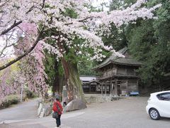 「武田八幡宮」
きれいな桜と桃の花！
歴史を感じる門とのコントラストが素敵です。