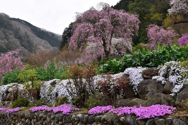 春の里山散策 乙津花の里 16 東京 あきる野 秋川渓谷 東京 の旅行記 ブログ By かっちんさん フォートラベル