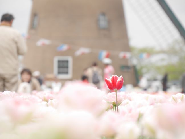 オランダ オランダ チューリップの花が 佐倉チューリップフェスタ2016に一人ップ 佐倉 四街道 千葉県 の旅行記 ブログ By のりアロハさん フォートラベル