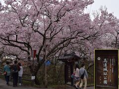 約一時間で高遠町内に到達したのですが既に近隣の駐車場は満車で大型車用の駐車場が無料で開放されていたのでループ橋近くに駐車し裏山を徒歩で登るという裏技により１０分程度で北ゲートに到着しました。