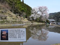 樹齢４００年、樹高３０ｍという２本の大きな桜が重なるように咲いていました。地元の方々が大切に保存してきたもので、夜もライトアップしていて手前の池に映る姿が印象的です。ここの出発は９時３０分頃でした。