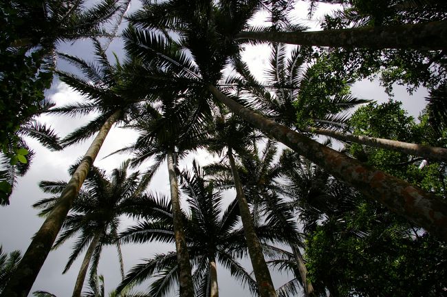 ヤエエマヤシ群落