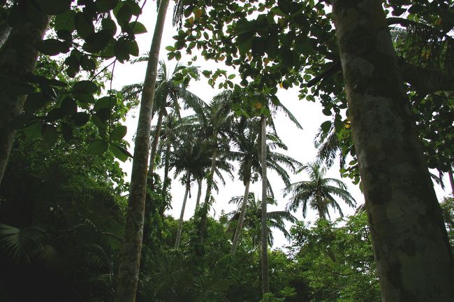 ヤエヤマヤシ群落