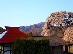 7：10　桑田薬師堂（くわたやくしどう）

樹齢400年、伊那の天然記念物の桜は既にその役目を全うし、2代目が主役になっていた。
茅葺のお堂も建て替えられ、共に世代交代したらしい。