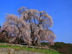 7：40　勝間薬師堂（かつまやくしどう）

史跡に残った薬師堂を覆う樹齢140年の枝垂桜等が見頃。


ほりでいドーム駐車場利用可/無料
※R152から薬師堂方面へは一般車輌進入禁止、駐車場から薬師堂まで徒歩10分