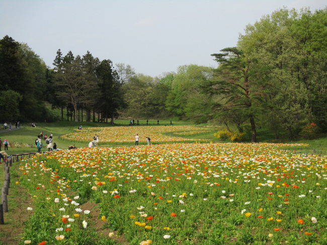 犬連れ日帰りドライブ 国営武蔵丘陵森林公園は超お勧めです 小川 嵐山 埼玉県 の旅行記 ブログ By Wakupaku2さん フォートラベル 犬連れ日帰りドライブ 国営武蔵丘陵森林公園は超お勧めです 小川 嵐山 埼玉県 の旅行記 ブログ By Wakupaku2さん フォートラベル