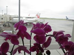 空港の花も どこか寂しげ
くすんで見えるよ

フラッシュ 焚いてないからだけど