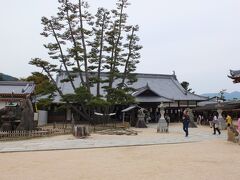 厳島神社の出口近くにある大願寺、一つの幹からたくさんに分かれているこの松が有名らしい