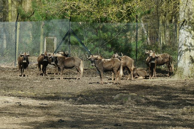 フランスで最も美しい動物園 Parc Et Chateau De Thoiry トワリー動物園 その他の観光地 フランス の旅行記 ブログ By Ippuniさん フォートラベル