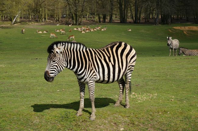 フランスで最も美しい動物園 Parc Et Chateau De Thoiry トワリー動物園 その他の観光地 フランス の旅行記 ブログ By Ippuniさん フォートラベル フランスで最も美しい動物園 Parc Et Chateau De Thoiry トワリー動物園 その他の観光地 フランス の旅行記 ブログ By Ippuniさん フォートラベル