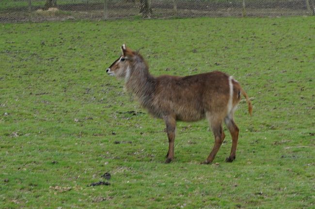 フランスで最も美しい動物園 Parc Et Chateau De Thoiry トワリー動物園 その他の観光地 フランス の旅行記 ブログ By Ippuniさん フォートラベル