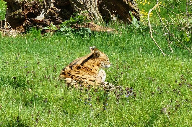 フランスで最も美しい動物園 Parc Et Chateau De Thoiry トワリー動物園 その他の観光地 フランス の旅行記 ブログ By Ippuniさん フォートラベル フランスで最も美しい動物園 Parc Et Chateau De Thoiry トワリー動物園 その他の観光地 フランス の旅行記 ブログ By Ippuniさん フォートラベル