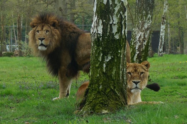 フランスで最も美しい動物園 Parc Et Chateau De Thoiry トワリー動物園 その他の観光地 フランス の旅行記 ブログ By Ippuniさん フォートラベル フランスで最も美しい動物園 Parc Et Chateau De Thoiry トワリー動物園 その他の観光地 フランス の旅行記 ブログ By Ippuniさん フォートラベル