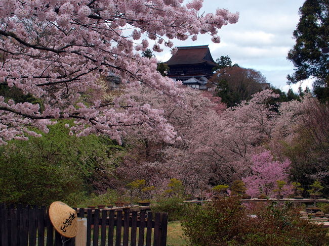 世界遺産・金峯山寺蔵王堂と桜<br /><br />金峯山寺蔵王堂は、木造建築では奈良の東大寺大仏殿につぐ大きさといわれている。<br />現在の建物は室町時代の建築で国宝。