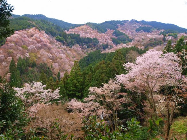 吉野山を代表するスポットである吉水神社境内から見る桜景色。<br />「一目千本」と呼ばれる絶景である。<br />ここからは中千本、上千本の桜を同時に見渡す事ができる。<br />壮観なり。<br />豊臣秀吉じゃなくても壮大な花見をしたくなるというものだ。