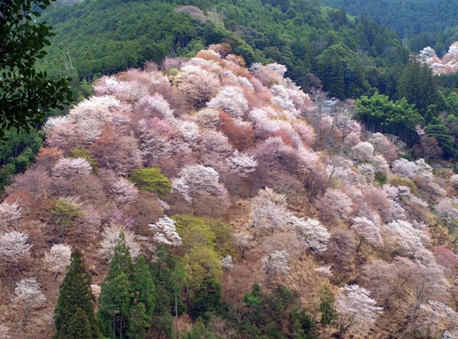吉野山の山中で苦行を重ねた山岳信仰の祖となった役小角（役行者）が本尊を桜の木で刻み祀った。<br />寺院の建材にも桜　護摩木も桜　吉野では桜は神木で伐採も枯葉を焚くこともしなかったそうだ。<br />桜の枝を折る者は指を折るといわれたほど大切にされた桜が目の前に広がる。<br />桜の数は三万本といわれる。