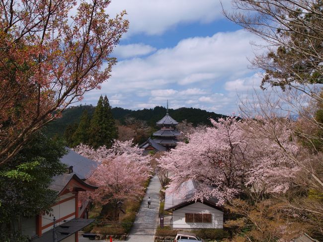 南朝妙法殿と桜<br /><br />一通りの見学を終え七曲りを下り吉野駅へ向かう。