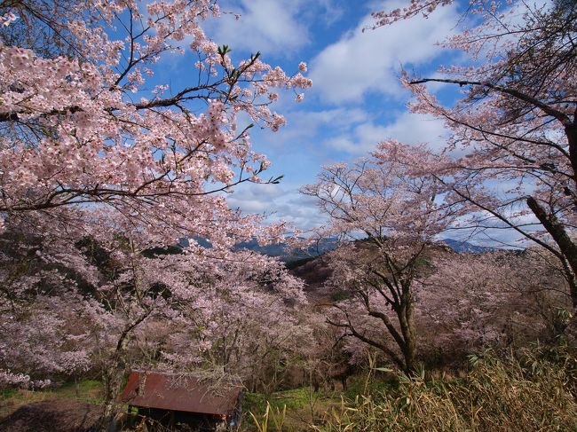 七曲りから今度は下千本の景色を楽しみながら坂道を下ってゆく。<br />往路に利用した臨時バスのアナウンスでは、<br />下千本　中千本　上千本　奥千本は、<br />したのせんぼん　なかのせんぼん　かみのせんぼん　おくのせんぼん<br />といっていた。<br />「の」がつくのが正式なのだろうか。