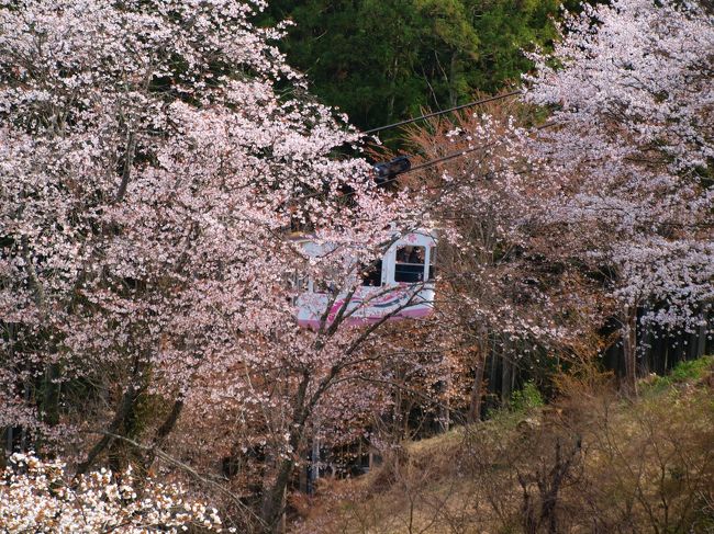 ロープウェイの車両にも桜があった！
