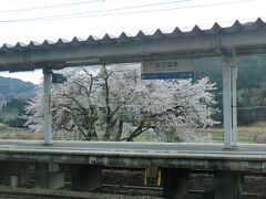 8:05
近江塩津に着きました。
ここは滋賀県です。
桜がとても綺麗ですね。