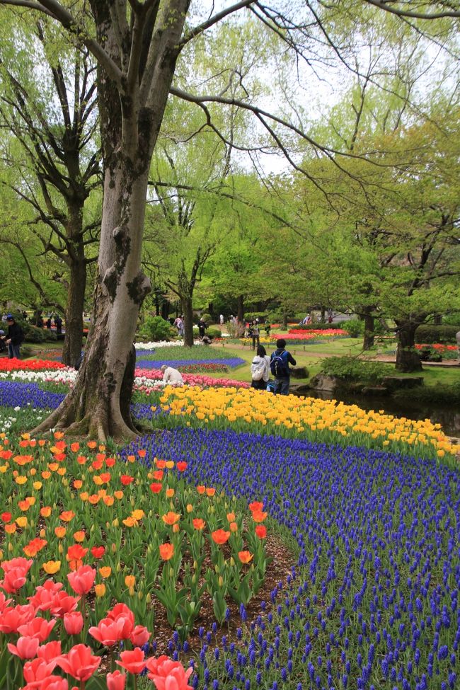 チューリップ世界を愛でるカップルを世界の中心に据えて<br /><br />どちらかというと立ち上がって見下ろすように撮った方がいいな、と思いました。<br />