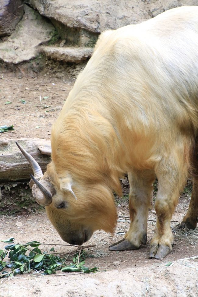 新緑のチューリップとレッサーパンダの昭和記念公園と多摩動物公園16 3 午後からは動物園でアジアとオーストラリア圏の動物たちを目指して シンリンオオカミからワラビーたち シマオイワワラビーの赤ちゃんにも会えた 日野 昭島 東京 の旅行記 ブログ By まみ 新緑のチューリップとレッサーパンダの昭和記念公園と多摩動物公園16 3 午後からは動物園でアジアとオーストラリア圏の動物たちを目指して シンリンオオカミからワラビーたち シマオイワワラビーの赤ちゃんにも会えた 日野 昭島 東京 の旅行記 ブログ By まみ